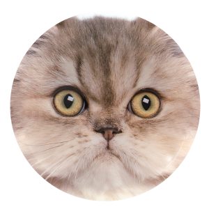 Blocs réfrigérants - Chat