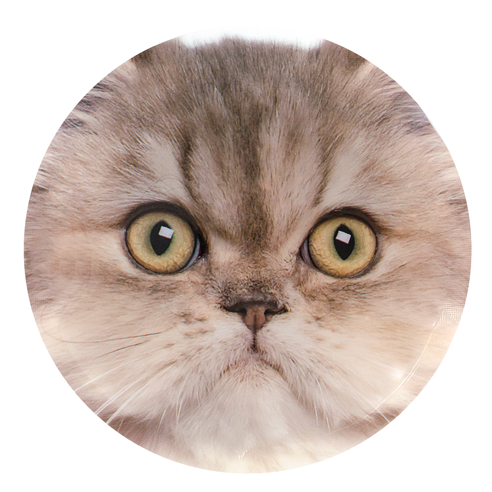 Blocs réfrigérants – Chat