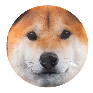 Blocs réfrigérants - Chien